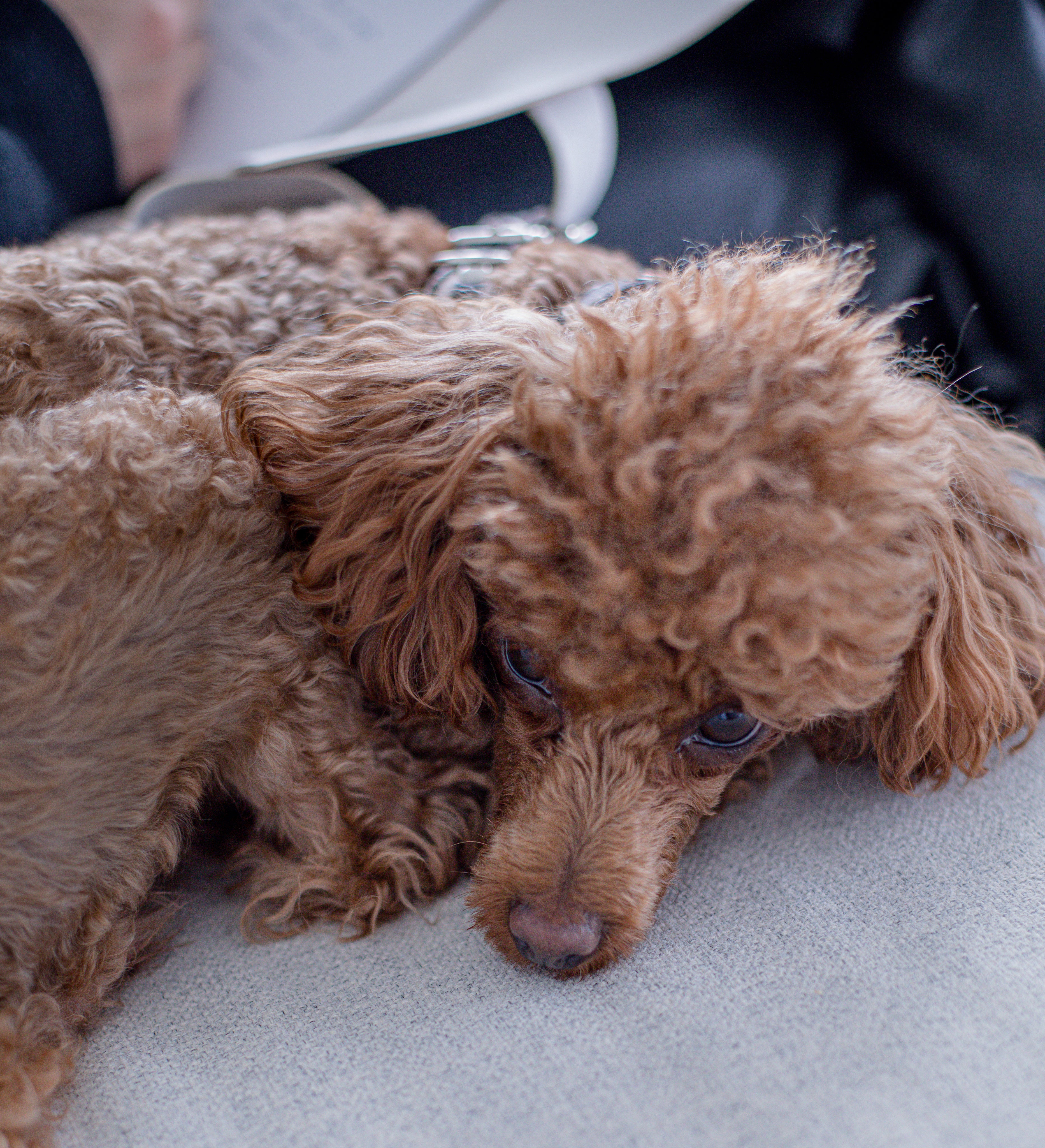 files/small-puppy-is-curled-up-on-a-grey-couch.jpg